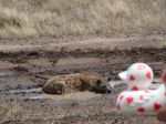 Serengeti, Tanzania