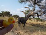 Tanzanian National Park, Tanzania